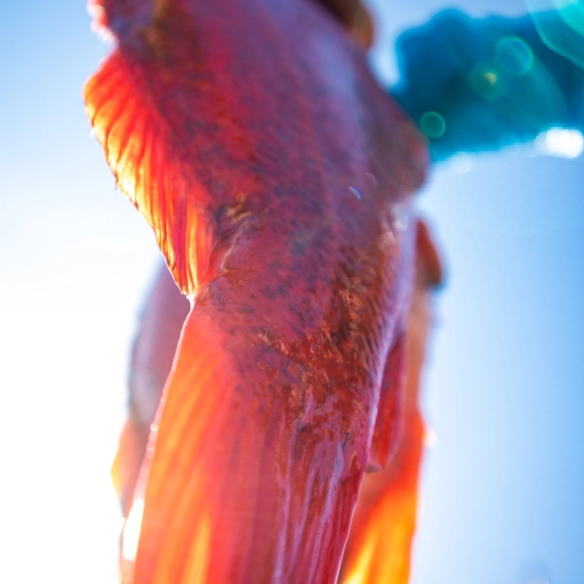 Close up photo of Rockfish